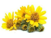 arnica